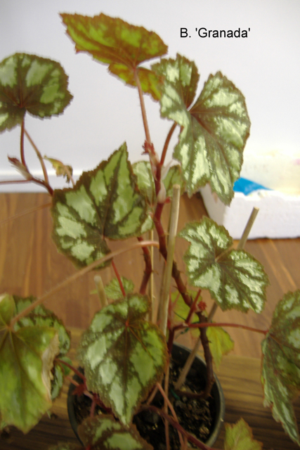 B. ‘Granada’